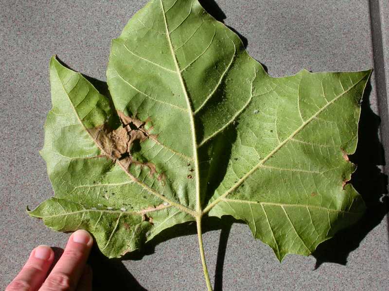 Sycamore Anthracnose